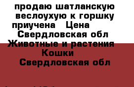 продаю шатланскую веслоухую,к горшку приучена › Цена ­ 800 - Свердловская обл. Животные и растения » Кошки   . Свердловская обл.